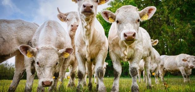 التقنيات الحديثة في الإنتاج الحيواني