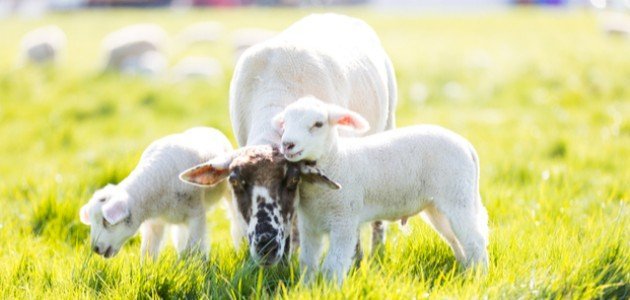 حديث نبوي عن الاضحيه