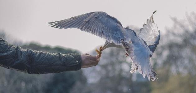 حديث من نفس عن مؤمن كربة 1 حديث من نفس عن مؤمن كربة